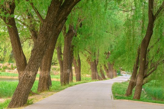 林荫小路