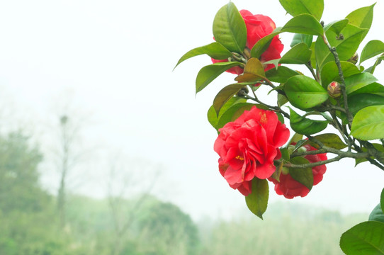 红色山茶花