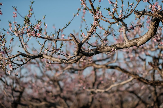 桃树 桃花