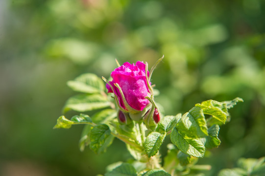 花卉