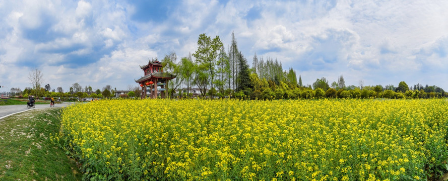 成都郫都区青杠树村油菜花全景图