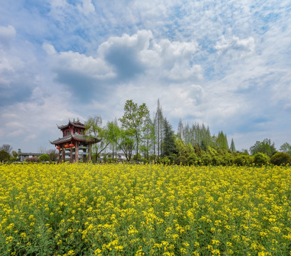 郫县青杠树村油菜花