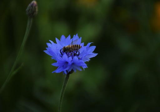 蜜蜂与鲜花