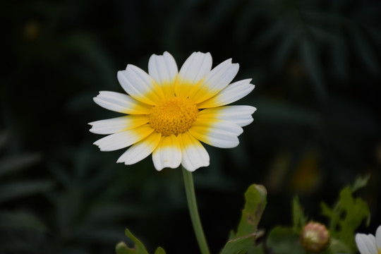 小雏菊