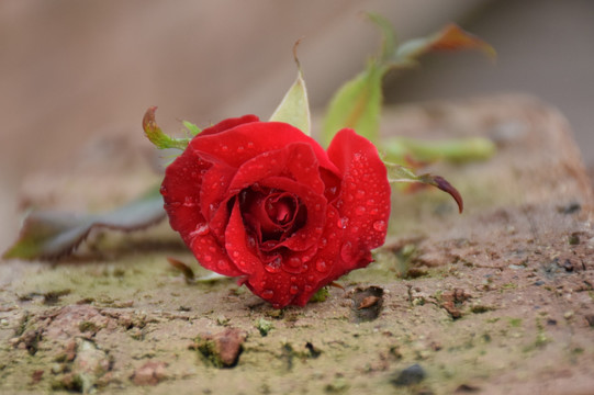 水珠玫瑰花