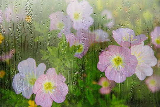 雨窗外的月见草花