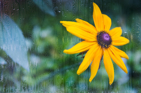 雨窗外的花