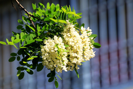 刺槐花