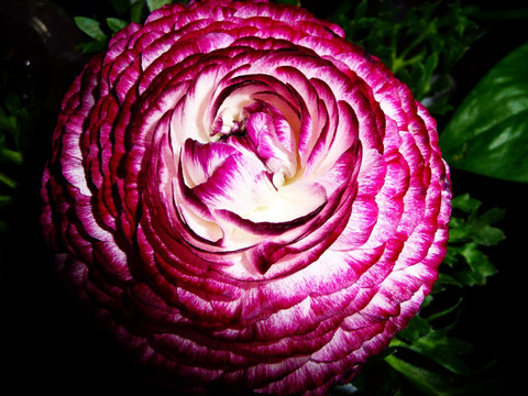 菊花特写