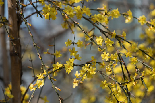 迎春花