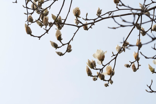 白玉兰花枝