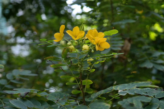 黄槐花