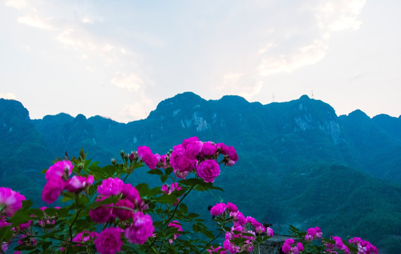 月季花 大山