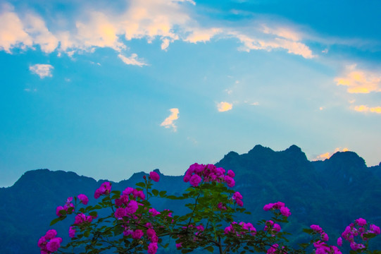 晚霞 月季花