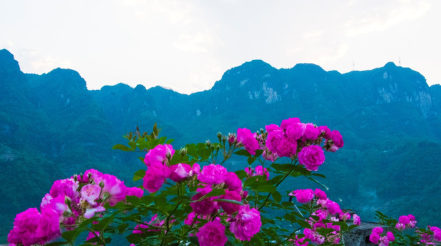 大山 月季花