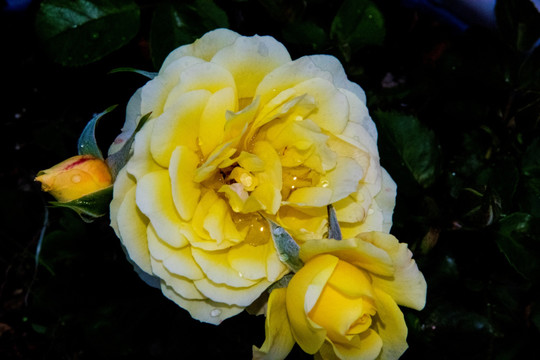 月季花 黄花