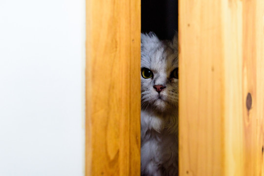 门缝里的猫