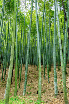 绿竹林 设计素材 竹山 小竹