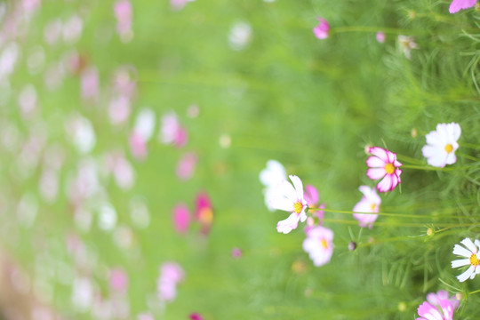 格桑花特写