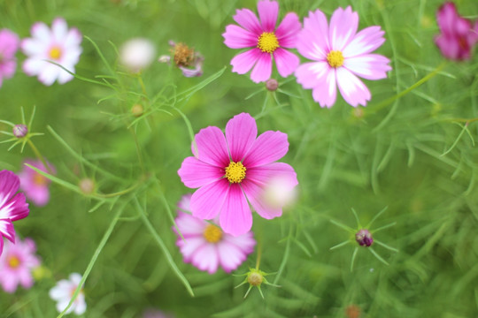 格桑花特写