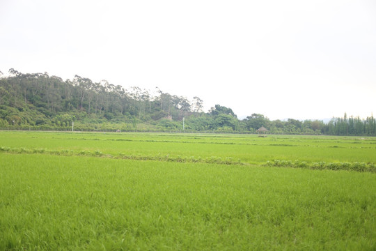 田野