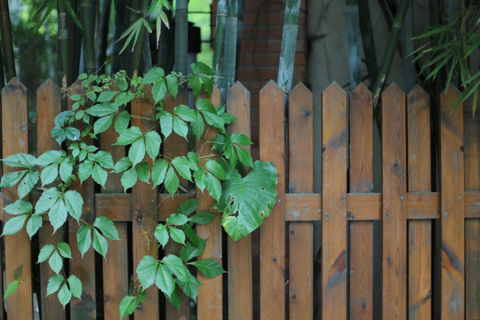 篱笆上的绿藤