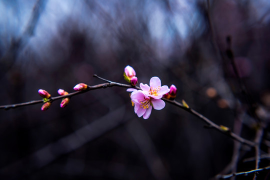 梅花