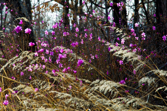 杜鹃花开