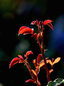 月季花芽枝