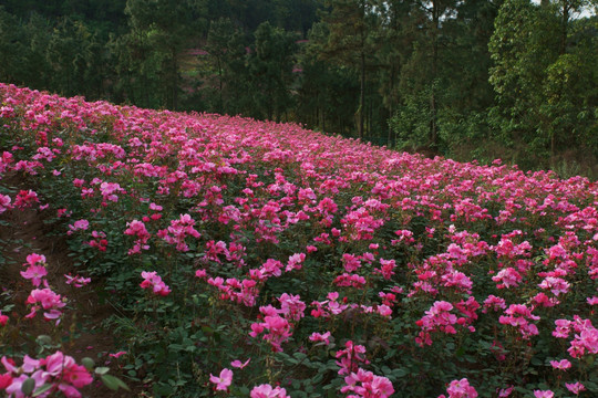 玫瑰花