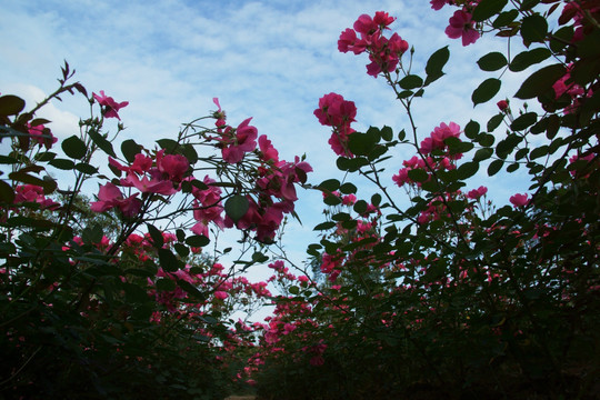玫瑰花