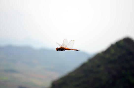 飞行中的蜻蜓