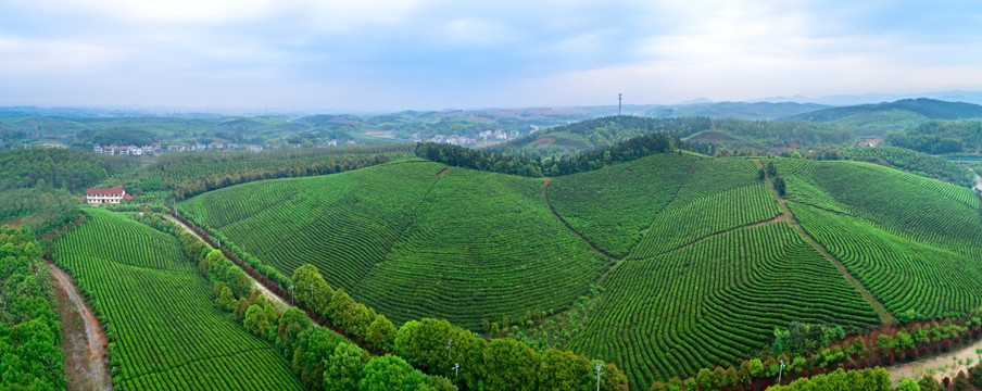 茶园全景