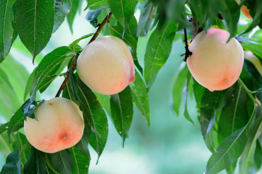 树上的桃子高清大图照片摄影图