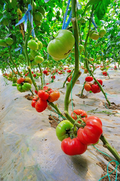 西红柿种植基地高清大图照片