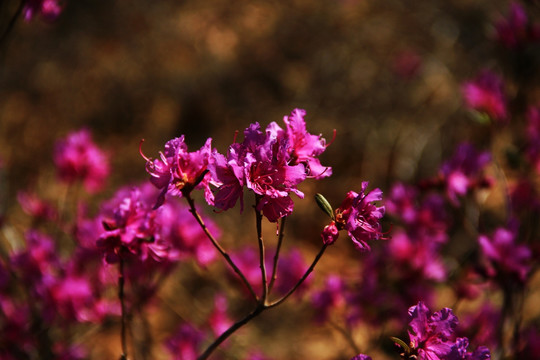 杜鹃花