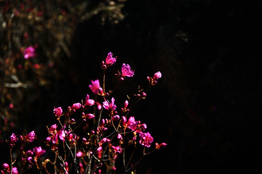 杜鹃花