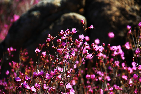 杜鹃花