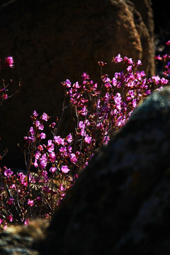 杜鹃花