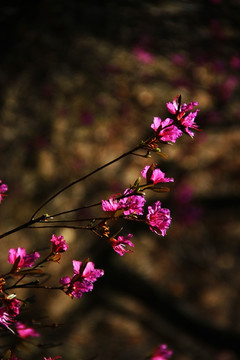 杜鹃花