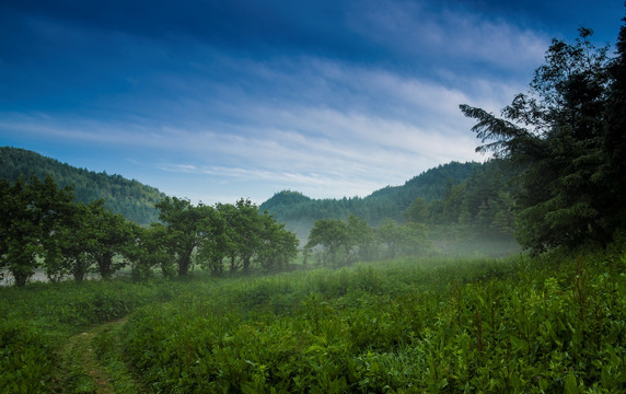 大山顶清晨森林