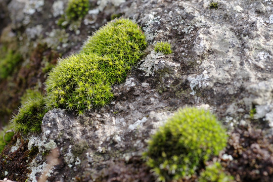 苔藓