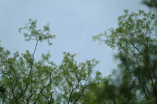 天空绿叶