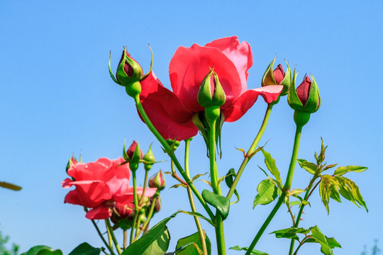 月季花 月月红 月月花