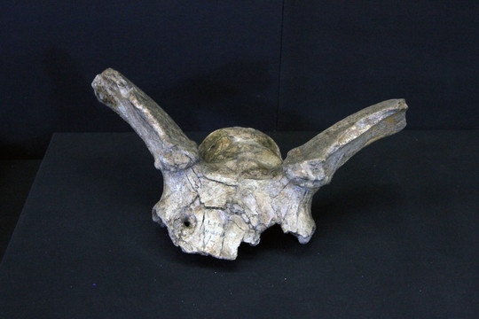 大角鹿头骨化石