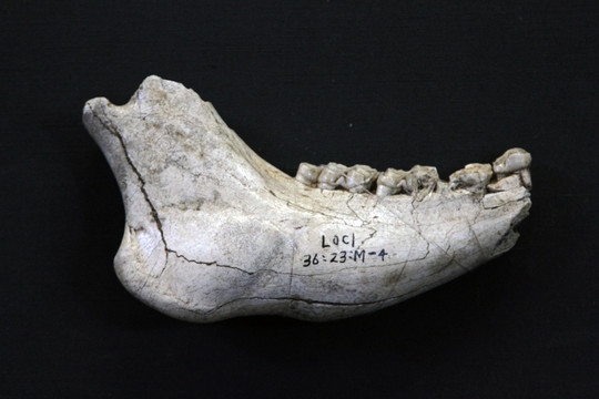 大角鹿下颌骨化石