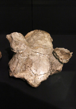 大角鹿头骨化石