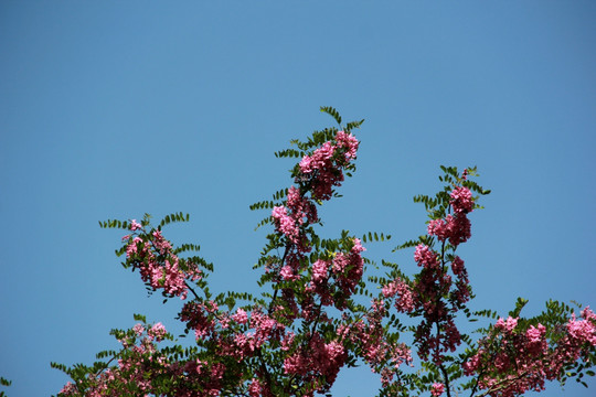 槐树花 蓝天