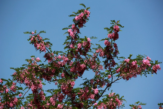 槐树花