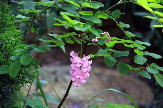 紫槐花 槐树花